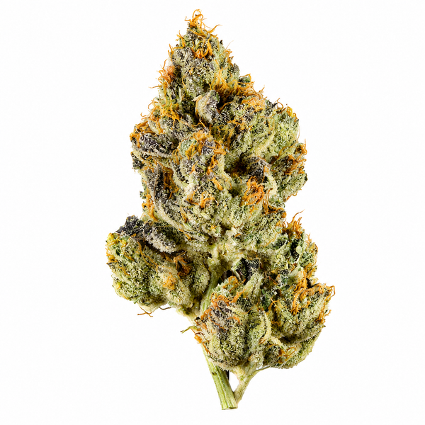 Fleur CSA 20% 🌿 "SKUNK"