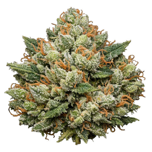 Fleur 14% CBD Classique 🍊 "Orange Bud" - hover