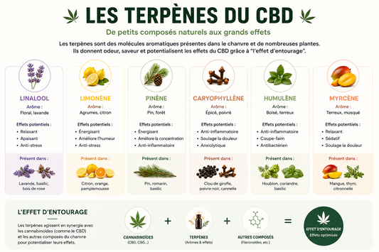 Terpènes CBD : rôle, arômes et qualité | CBD Pas Cher 14