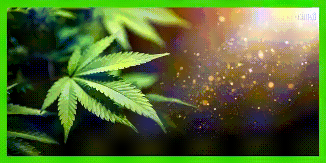 CBD pas cher
