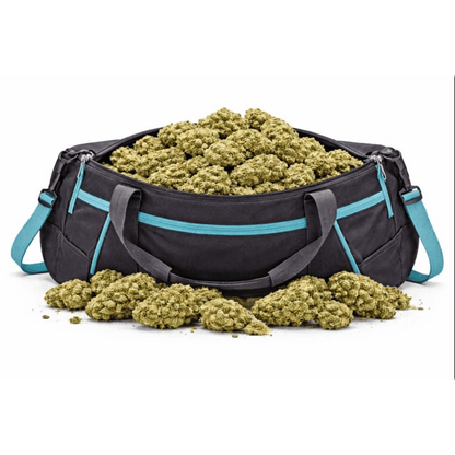 Sac de sport rempli de Fleur CBD "Blueberry", une fleur cbd naturel aux notes fruitées disponible dans Nos Fleurs Classiques.