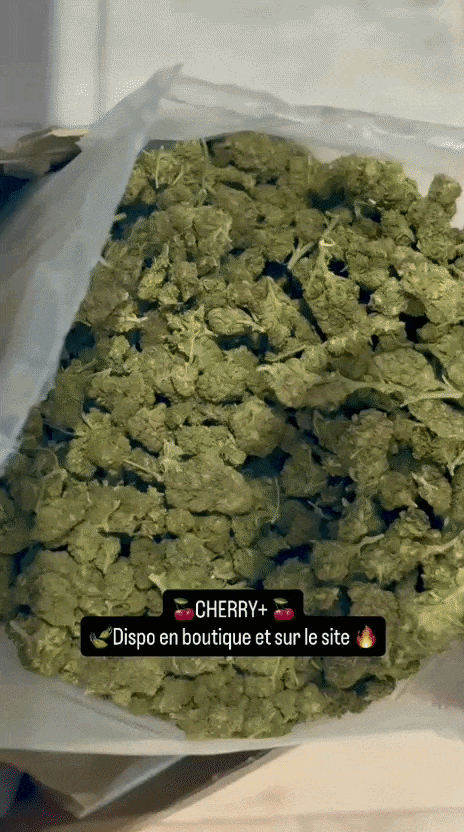 gif montrant une grande quantite de fleurs CBD+ Cherry vertes dans un contenant blanc, manipulees par des mains avec gants bleus. Les tetes sont visibles en vrac, avec une texture compacte et feuillue. Texte affiche au centre : "CHERRY+" et "Dispo en boutique et sur le site". Visuel commercial pour achat fleur CBD cherry pas cher, disponible en boutique et en ligne.