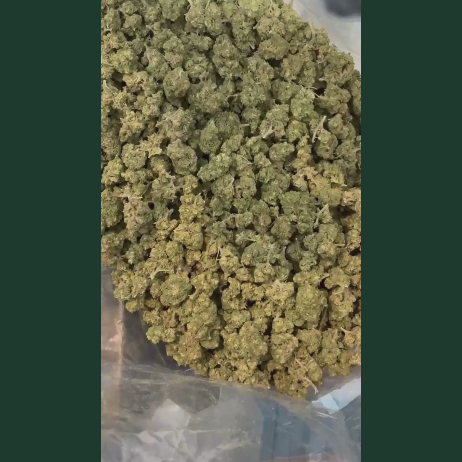 Video produit fleur CBD Super Skunk : vue aerienne macro d'une grande quantite de buds CBD Super Skunk verts denses couverts de trichomes dores et blancs visibles dans un sachet plastique transparent sur fond vert fonce, suivie d'un gros plan d'une main gantee en latex noir tenant et inspectant un bud CBD Super Skunk de taille moyenne dense et collant avec pistils oranges et trichomes cristallises bien visibles. Fleur CBD Super Skunk indoor legal taux THC inferieur a 0,3%, achat fleur CBD puissante pas cher