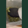 Video de presentation de la resine CBD Blueberry Cryo, main gantée noire manipulant plusieurs morceaux de resine CBD jaune doree a texture cristallisee et granuleuse, extraction cryogenique haute qualite, taux THC inferieur a 0,3%, produit CBD legal France, disponible sur cbdpaschre14.fr, idéal relaxation et bien-etre nocturne