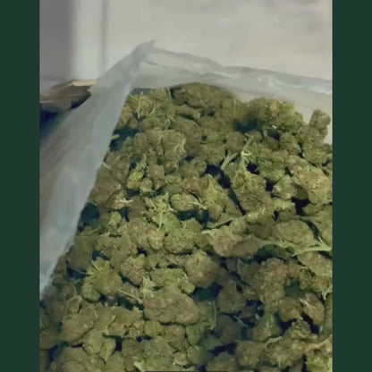 Video de presentation des fleurs CBD Cherry+, vue plongeante sur grande quantite de fleurs CBD Cherry en vrac de couleur vert olive et jaune dore, bourgeons denses et compacts recouverts de trichomes cristallises visibles, texture bourgeonnante et resineuse, main gantee bleue manipulant les fleurs au premier plan, conditionnement en vrac grande quantite, produit CBD legal France taux THC inferieur a 0,3%, fleur CBD Cherry+ puissante disponible a l'achat sur cbdpaschre14.fr