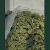 Video de presentation des fleurs CBD Cherry+, vue plongeante sur grande quantite de fleurs CBD Cherry en vrac de couleur vert olive et jaune dore, bourgeons denses et compacts recouverts de trichomes cristallises visibles, texture bourgeonnante et resineuse, main gantee bleue manipulant les fleurs au premier plan, conditionnement en vrac grande quantite, produit CBD legal France taux THC inferieur a 0,3%, fleur CBD Cherry+ puissante disponible a l'achat sur cbdpaschre14.fr
